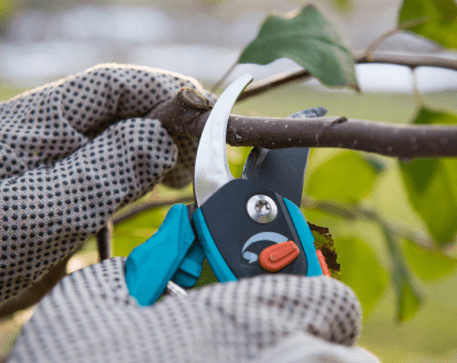 STREE TRIMMING