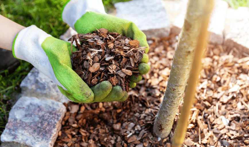 B&C's Tree And Outdoor Services